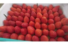 ＜横浜産＞いちご　贈答用おまかせパック（約450g×2）