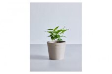 【鉢付き】コーヒーの木 テーブルMサイズ【鉢：トープ】