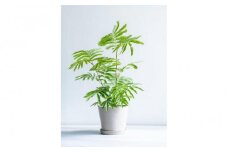 【鉢付き】エバーフレッシュ Sサイズ【鉢：トープ】