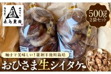 永島農園 おひさま生シイタケ500g入り袋×２袋セット【10月下旬から発送】