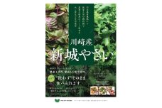 ミシュランシェフ御用達 鮮度2週間 無農薬6種リーフ500g