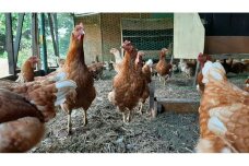 【定期便：6か月】単なる平飼いではない究極の卵『わたしたちのぷらいどたまご』6パック（60個）セット