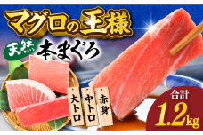 天然 本まぐろ 大トロ・中トロ・赤身（約200ｇ×6柵）約1200ｇ 鮪 マグロ 魚 刺身 食べ比べ まぐろ 横須賀【横須賀商工会議所 おもてなしギフト事務局（本まぐろ直売所 横須賀本店）】 [AKAK019]
