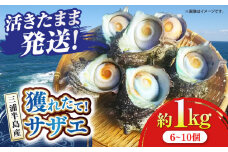 三浦半島 サザエ 中サイズ 約1kg 6～10個  さざえ 産地直送 貝 冷蔵 【長井水産株式会社】 [AKAJ004]