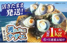 【全6回定期便】サザエ 1kg 6～10個 三浦半島 さざえ バーベキュー BBQ 貝 直送 つぼ焼き 新鮮 獲れたて魚貝類 魚介類 魚介 海鮮 海の幸 名産品 特産品 定期【長井水産株式会社】 [AKAJ010]