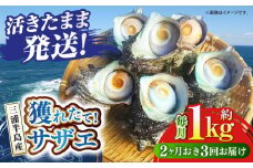 【全3回 隔月 定期便】サザエ 1kg 6～10個 三浦半島 さざえ バーベキュー BBQ 貝 直送 つぼ焼き 新鮮 獲れたて 魚貝類 魚介類 魚介 海鮮 海の幸 名産品 特産品 定期【長井水産株式会社】 [AKAJ011]
