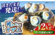 【全3回定期便】サザエ 2kg 13～20個 三浦半島 さざえ バーベキュー BBQ 貝 直送 つぼ焼き 新鮮 獲れたて 魚貝類 魚介類 魚介 海鮮 海の幸 名産品 特産品 定期【長井水産株式会社】 [AKAJ012]