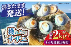 【全6回定期便】サザエ 2kg 13～20個 三浦半島 さざえ バーベキュー BBQ 直送 つぼ焼き 新鮮 獲れたて 魚貝類 魚介類 魚介 海鮮 海の幸 貝 名産品 特産品 定期【長井水産株式会社】 [AKAJ013]