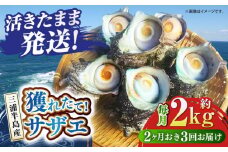 【全3回 隔月 定期便】サザエ 2kg 13～20個 三浦半島 さざえ バーベキュー BBQ 貝 直送 つぼ焼き 新鮮 獲れたて 魚貝類 魚介類 魚介 海鮮 海の幸 名産品 特産品 定期【長井水産株式会社】 [AKAJ014]