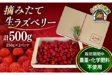 【先行予約】【数量限定】ラズベリー 生食用 250g×2パック 計500g【SHO farm】 [AKDD001]