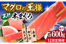【全12回定期便】天然 本まぐろ 大トロ・中トロ・赤身（約200ｇ×3柵）約600ｇ  鮪 マグロ 魚 刺身 横須賀【横須賀商工会議所 おもてなしギフト事務局（本まぐろ直売所 横須賀本店）】 [AKAK076]