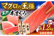 【全6回定期便】天然 本まぐろ 大トロ・中トロ・赤身（約200ｇ×6柵）約1200ｇ  鮪 マグロ 魚 刺身 横須賀【横須賀商工会議所 おもてなしギフト事務局（本まぐろ直売所 横須賀本店）】 [AKAK078]
