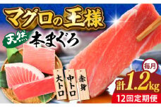 【全12回定期便】天然 本まぐろ 大トロ・中トロ・赤身（約200ｇ×6柵）約1200ｇ  鮪 マグロ 魚 刺身 横須賀【横須賀商工会議所 おもてなしギフト事務局（本まぐろ直売所 横須賀本店）】 [AKAK079]