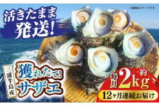 【全12回定期便】サザエ 2kg 13～20個 三浦半島 さざえ バーベキュー BBQ 貝 直送 つぼ焼き 新鮮 獲れたて 魚貝類 魚介類 魚介 海鮮 海の幸 名産品 特産品 定期【長井水産株式会社】 [AKAJ024]