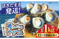 【全12回定期便】サザエ 1kg 6～10個 三浦半島 さざえ バーベキュー BBQ 貝 直送 つぼ焼き 新鮮 獲れたて 魚貝類 魚介類 魚介 海鮮 海の幸 名産品 特産品 定期【長井水産株式会社】 [AKAJ025]