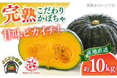 【先行予約】よこすか こだわりかぼちゃ 約10kg 野菜 旬 サラダ 採れたて おまかせ 新鮮 国産 横須賀 こだわり かぼちゃ カボチャ 南瓜 パンプキン 神奈川県 横須賀市【JAよこすか葉山】 [AKFO004]
