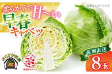 【先行予約】よこすか 早春キャベツ 8玉入り キャベツ 早春キャベツ きゃべつ 野菜 旬 サラダ 採れたて 新鮮 国産 こだわり すかなごっそ 神奈川県 横須賀市【JAよこすか葉山】 [AKFO006] 7000円 7千円