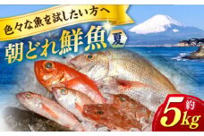 【季節限定】夏 の 朝どれ 鮮魚 おまかせ セット 約5kg【有限会社勘網】 [AKDX003]