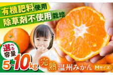【約10㎏】温州みかん Mサイズ 津久井浜みかん 蜜柑 ミカン 果物 柑橘 フルーツ 横須賀【志村農園】 [AKGH002-3]