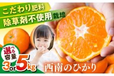 【先行予約】【約3kg】西南のひかり 蜜柑 ミカン 果物 柑橘 フルーツ 横須賀【志村農園】 [AKGH005-1]