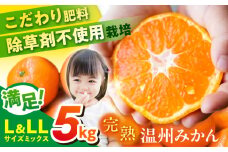 【先行予約】【数量限定】温州みかん　Lサイズ＆LLサイズ 5kg　　【志村農園】 [AKGH008]