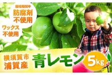 【先行予約】【数量限定】浦賀産 青レモン 5kg【ファーマシーガーデン浦賀】 [AKBG006]