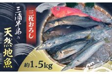 お刺身用 三浦半島の天然地魚 三枚おろし 約1.5kg 刺身 魚 処理済み 下処理済み 三枚おろし　【長井水産株式会社】 [AKAJ028]