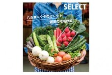 【平塚よりお届け】湘南産　地場野菜・フルーツ　詰合せ