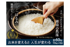 神奈川県産はるみ定期便【10kg×6（2ケ月毎に6回）】（玄米時）