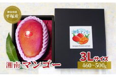 アップル マンゴー 3Lサイズ アーウィン種 湘南 平塚