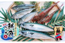 新鮮！ タマ三郎のおまかせ鮮魚パックA 朝獲れ 新鮮 湘南