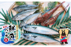 新鮮！ タマ三郎のおまかせ鮮魚パックB 朝獲れ 新鮮 湘南