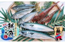 新鮮！ タマ三郎のおまかせ鮮魚パックC 朝獲れ 新鮮 湘南