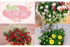 季節の寄せ植え　花 寄せ植え 鉢植え 玄関 鉢花 ガーデニング フラワー ギフト 寄植え