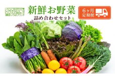 【６ヶ月連続毎月届く定期便】「鎌倉いちばブランド」新鮮お野菜詰め合わせセット | 人気 野菜 詰合せ 詰め合わせ セット 新鮮野菜 詰め合わせセット 野菜セット 季節の野菜 鎌倉野菜 地元産 お取り寄せ おすすめ 送料無料 神奈川 鎌倉