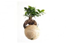 360度楽しめる！吊るせる観葉植物「ハングボール」ガジュマル(Lサイズ)