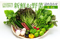 「鎌倉いちばブランド」新鮮お野菜詰め合わせセット  6～8品 ｜ 人気 野菜 詰合せ 詰め合わせ セット 新鮮野菜 詰め合わせセット 野菜セット 季節の野菜 鎌倉野菜 地元産 お取り寄せ おすすめ 送料無料 神奈川 鎌倉