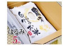 新米 先行予約 特Aランク 米 はるみ 5kg 令和7年 10月以降 順次発送 こめ 令和7年度産 甘い ツヤ キヌヒカリ コシヒカリ こしひかり しんまい kome ※ お米 白米 ご飯 ごはん 弁当 お弁当 おにぎり はくまい 精米 ブランド米 農家直送 数量限定 産地直送 藤沢洋蘭 神奈川 湘南 藤沢