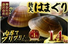 はまぐり 蛤 大粒 1.4kg 砂抜き 済み!  LLサイズ ハマグリ 湘南はまぐり 冷凍 魚介 魚貝 冷凍 海鮮 水産加工品 水産品 海産物 魚 貝 だし ダシ 出汁 酒蒸し お吸い物 網焼き バーベキュー BBQ 貝 kai hamaguri  江の島 江ノ島 神奈川 湘南 藤沢