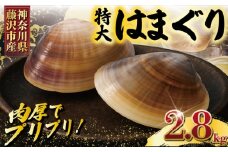 はまぐり 蛤 大粒 2.8kg 砂抜き 済み!  LLサイズ ハマグリ 湘南はまぐり 冷凍 魚介 魚貝 冷凍 海鮮 水産加工品 水産品 海産物 魚 貝 だし ダシ 出汁 酒蒸し お吸い物 網焼き バーベキュー BBQ 貝 kai hamaguri  江の島 江ノ島 神奈川 湘南 藤沢