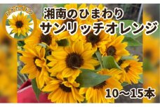 ひまわりの花束 ブーケ 切り花用  サンリッチオレンジ 10～15本 ひまわり ヒマワリ 向日葵 花 誕生日 プレゼント 女性 母 祖母 フラワーギフト 結婚祝い 結婚記念日 妻 送別会 定年 退職祝い 父の日 男性 発表会 お祝い お誕生日 お見舞い 祝い 花 贈り物 湘南ひまわり ハナカイドウ 神奈川 湘南 藤沢