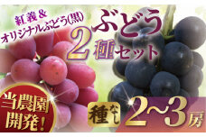 ぶどう 湘南オリジナルぶどうセット 産地直送 果物 くだもの デザート フルーツ 旬のフルーツ 葡萄 ブドウ 赤ぶどう 種無し 種なし 高級 お中元 贈り物 贈答 ギフト 神奈川 湘南 藤沢