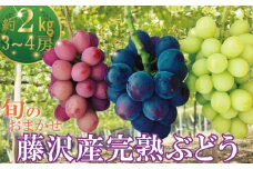 ぶどう  約2kg 3房から4房 【8月下旬発送】朝摘み 葡萄 ブドウ くだもの 果物 フルーツ 旬 完熟 藤稔 ふじみのり シャインマスカット クイーンニーナ BKシードレス 涼香 マスカットノワール おまかせ budou 鈴木園 神奈川 湘南 藤沢