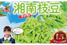 えだまめ 1.5kg  ( 500g × 3 袋 ) 枝豆 小分け 朝採り とれたて 湘南産 先行予約 2025年7月発送 新鮮 豆 まめ edamame mame マメ えだ豆 エダマメ 個包装 便利 甘い 濃厚 旬 野菜 お酒 やさい 夏野菜 冷蔵 まめっぱ農園 神奈川 湘南 藤沢