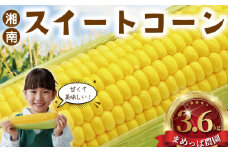 スイートコーン とうもろこし 3.6kg (9~11本)  朝採り とれたて トウモロコシ 先行予約 2026年6月発送 コーン 新鮮 ジューシー 甘い 美味い おやつ とうきび 国産 旬 夏野菜 野菜 やさい 冷蔵 食品 農家直送 数量限定 産地直送 まめっぱ農園 神奈川 湘南 藤沢