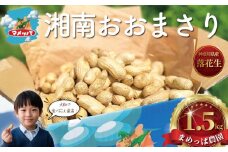 落花生 1.5kg 朝採り とれたて 先行予約 2025年9月以降発送 らっかせい ラッカセイ 生落花生 ピーナッツ おおまさり ナッツ mame 豆 まめ マメ 新鮮 旬 甘い つまみ おやつ 野菜 やさい 冷蔵 期間限定 農家直送 数量限定 産地直送 まめっぱ 神奈川 湘南 藤沢