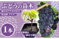 ジャムやジュース・赤ワイン向け 葡萄 「メイヴ」 の 苗木 1本 ベランダ菜園 ぶどう budou  赤ワイン ワイン ジュース ジャム 糖度18度 プランター 鉢植え 簡単 栽培 株式会社ショーナン 神奈川 湘南 藤沢