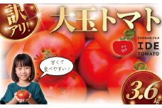 【11月発送】訳あり 完熟 大玉トマト 3,6キロ トマト 野菜 やさい 果物 とまと tomato 甘い リコピン トマト 産地直送 数量限定 農家直送 鮮度 新鮮 ハウス栽培 ビタミンC 美容 健康 お弁当 先行予約 わけあり 訳アリ 訳あり品 サラダ 井出トマト農園 神奈川 湘南 藤沢 