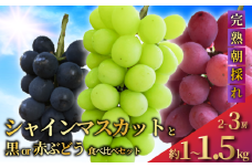 シャインマスカット と 黒ぶどう or 赤ぶどう の 食べ比べ セット (2 ～ 3房 約1～1.5kg )  高糖度 完熟 朝採れ 甘い 果物 くだもの デザート フルーツ 旬のフルーツ 葡萄 ぶどう ブドウ budou 種無し 種なし 高級 産地直送 農家直送 数量限定 Aoki果樹園 神奈川 湘南 藤沢