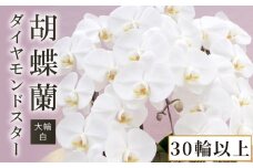 胡蝶蘭 大輪 白 ダイヤモンドスター 30輪 以上 蕾 含む 藤沢洋蘭 鉢植え 鉢花 ラン 観葉植物 花 hana 蘭 洋ラン 洋蘭 生花 お花 お祝い お供え コチョウラン こちょうらん 冠婚葬祭 新築 開店 祝 ギフト プレゼント 贈答品 記念日 母の日 贈り物 母の日 誕生日 神奈川 湘南 藤沢